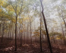 a foggy forest 