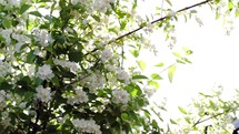 Blooming apple tree with bright sun flare