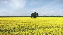 a person standing in a field of yellow flowers 