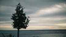 a tree on a shore under a cloudy sky 