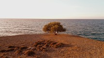 Lonely Tree on the shore