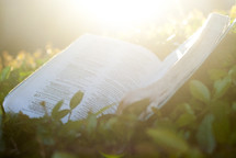 sunlight on the pages of an open Bible in a bush 