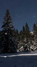 Vertical panorama of blue starry night sky stars over winter forest nature at moonlight, Astronomy timelapse

