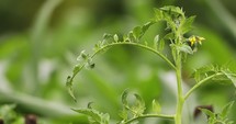 Green Foliage Of Tomato With Flowers Growing In The Garden Field. - close up