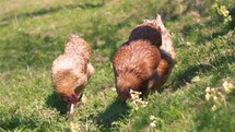 Chicken feed on green meadow pasture in free range organic farm in sunny spring
