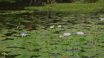 A peaceful Lilly pond
