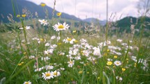 Fresh daisy flowers leucanthemum bloom in sunny spring meadow and move in wind

