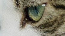 Closeup macro cat eye