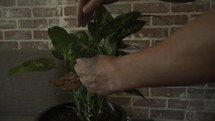 pruning a houseplant 