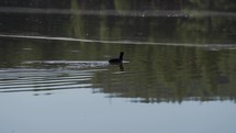 A duck swimming on a forest lake