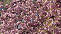 Sakura. Cherry blossom tree with blue sky. Pink Beautiful Japanese Cherry Blossoming of Sakura Tree. 