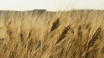 Strong Wind Hitting The Wheat Field 