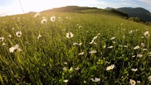 Flowers moving in wind in green sunny meadow in fresh spring season nature Close up
