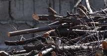 Flock Of House Sparrow Perching On The Cut Branches Of Tree. - close up