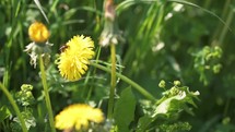 Slow motion of bumblebee pollinating yellow dandelion flower on green spring meadow
