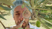 Scientist with lab coat and magnIfying lens checking quality of olive tree