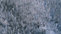 Winter forest panorama Aerial Nature