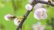 Beautiful White flowers of plum tree blooming fast in fresh green background Spring Time lapse Vertical
