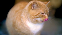 Portrait of Cute orange cat face licks its whiskers after a great meal
