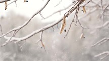 Winter background with snowy linden tree branch in peaceful frozen nature
