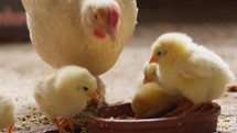 Yellow chicks are eating feeds