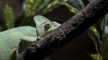 Veiled Chameleon On The Branch Of A Tree. - close up	