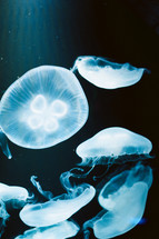 jellyfish in water 