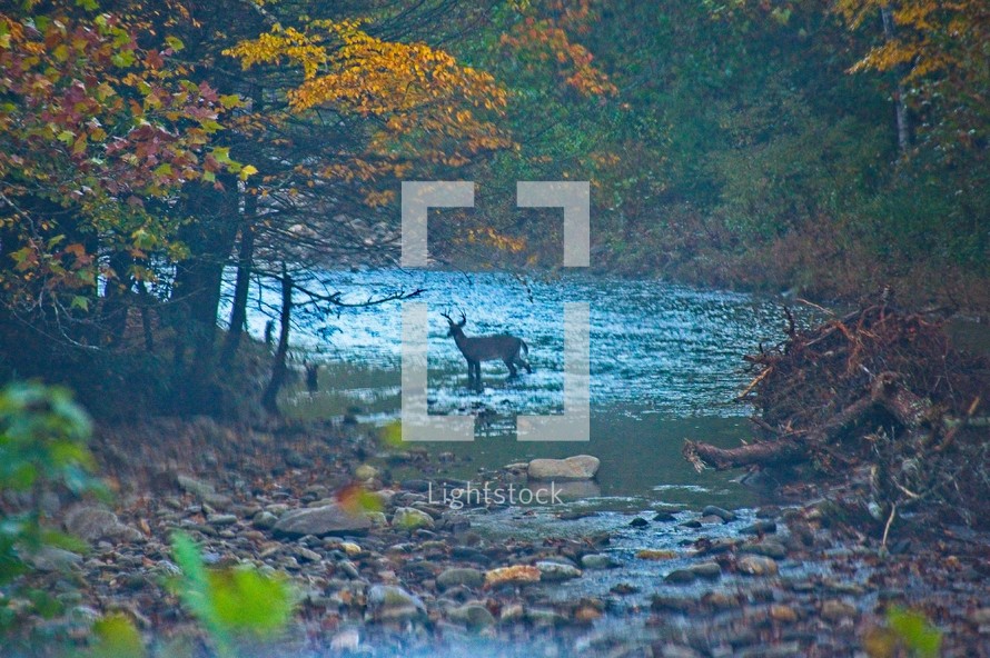 buck crossing a river 