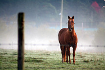 Horse in pasture behind barbed wire fence.