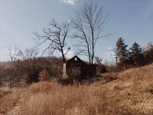 abandoned shed in the middle of a forest 