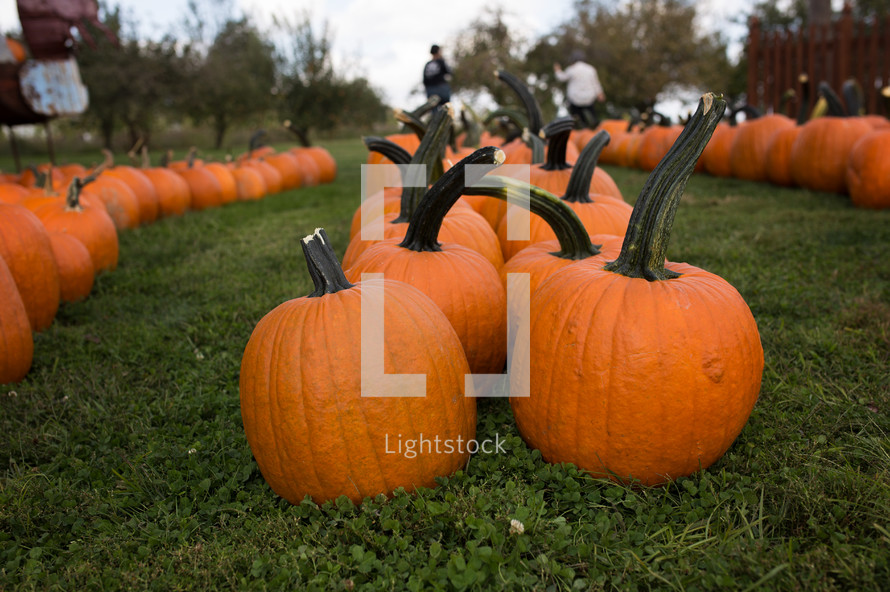rows of pumpkins in a pumpkin patch 