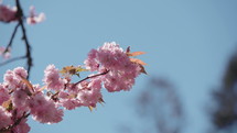 Pink Beautiful Japanese Cherry Blossoming of Sakura Tree. 