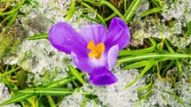 Timelapse top view of crocus flowers blooming and spring snow melting in green meadow.
