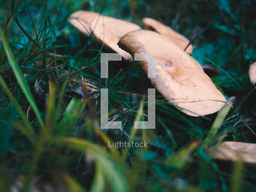 mushrooms in wet grass