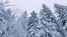 Winter forest and trees covered with snow. It is snowing in white frozen nature. Panoramic view
