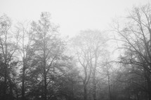 foggy gloomy forest 