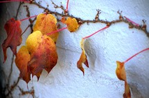red and yellow ivy leaves