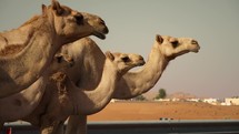 Camels walking on a desert road