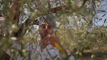 Scientist looking at olive tree branches for quality check 