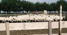 sheared sheep on a farm 