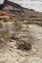 cactus in a desert 