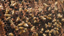 Bees pack honeycomb with bee bread. 