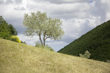 young olive tree on a hill
