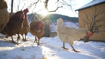 Chicken in organic farm yard with free range in sunny winter
