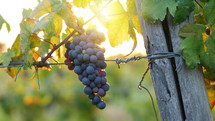 grapes on a vine 