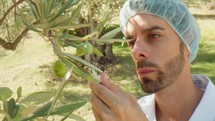 Expert checking health of an olive with syringe