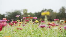 A vibrant field filled with colorful wildflowers. The scene captures the beauty of nature, with various plant species blooming under a clear sky. Lush green grass surrounds the flowers, adding to the overall picturesque outdoor setting.