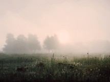 foggy and misty morning in a meadow 