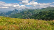 Alpine meadow in sunny summer in alps mountains nature outdoor
