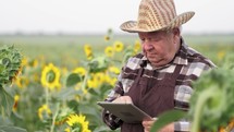 Agriculture technology. Senior farmer using digital tablet and examining crop of sunflowers in field. The farmer inspects the sunflower field. Mature farmer checks sunflower harvest.